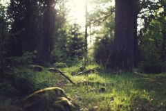 Forest Forest